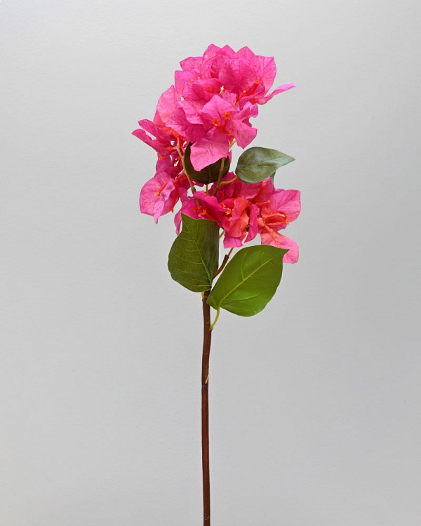Bougainvillea-Fuchsia-2