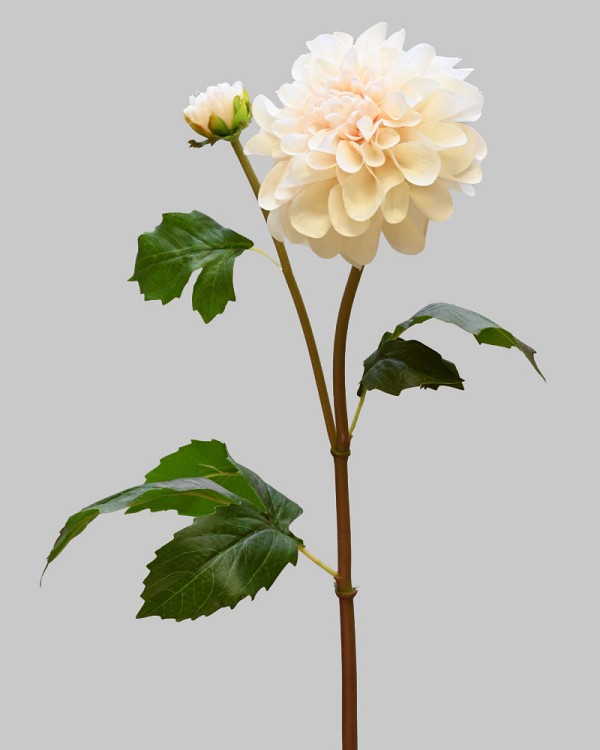 ST-WDH2-BR-25N-2