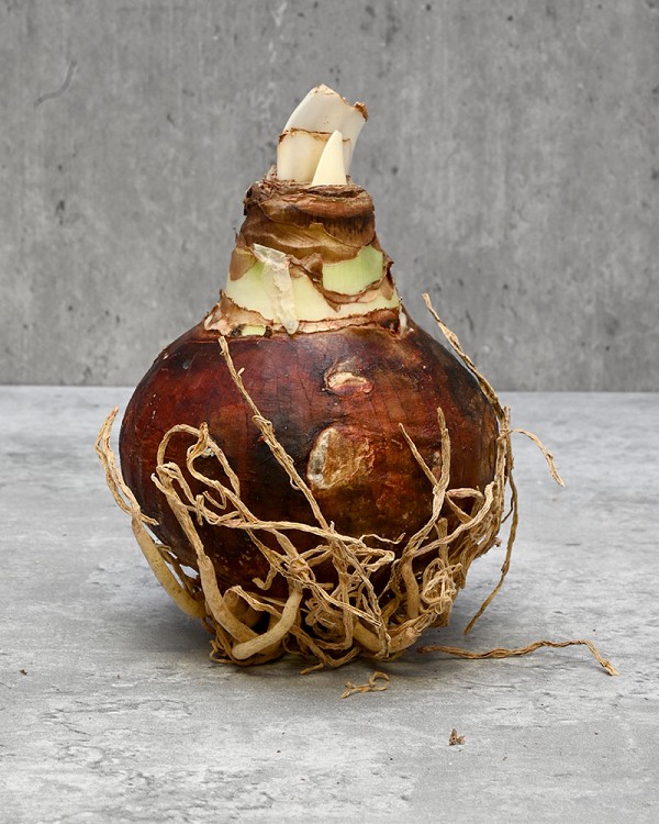 Bulb