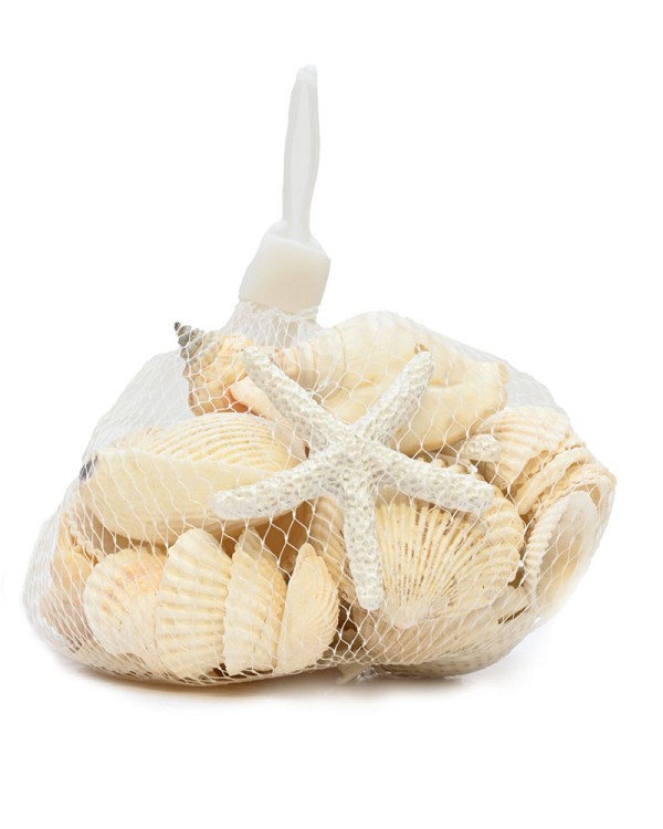 Sea-Shells2