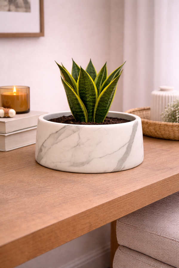 Serene plant arrangement on wooden table