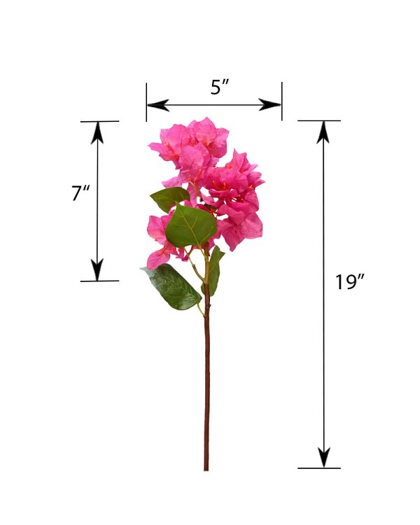 Bourgainvillea