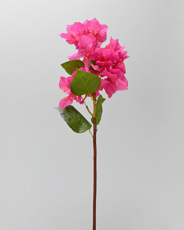 Bougainvillea-Fuchsia-3