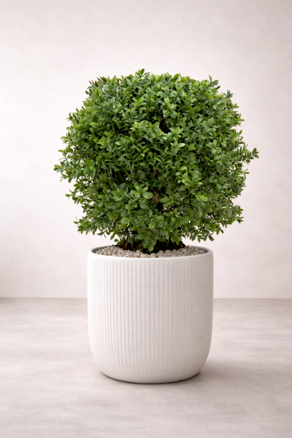 Lush green shrub in white planter