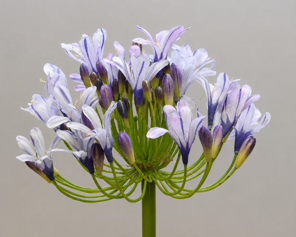Agapanthus 35" Lavender/Blue