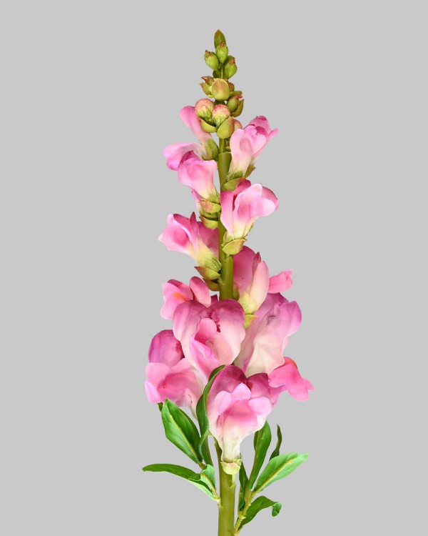 Snapdragon 23" Fuchsia