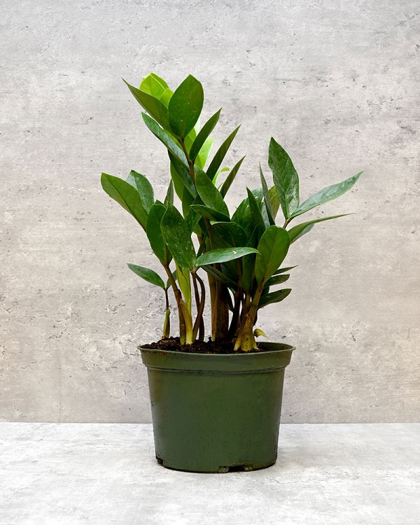 ZZ Plant