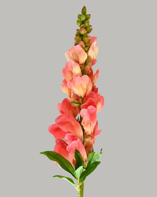 Snapdragon 23" Salmon