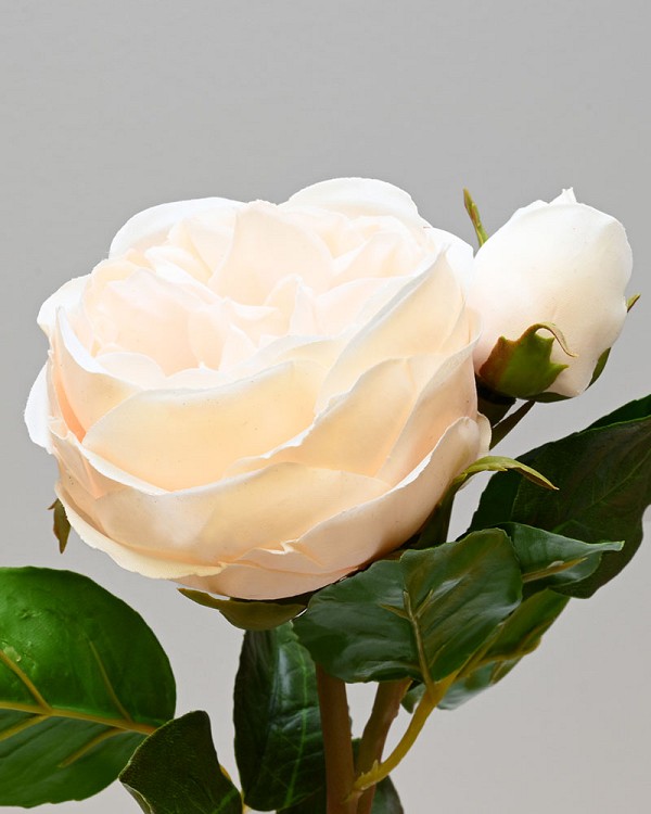 Rose English 19" Beige