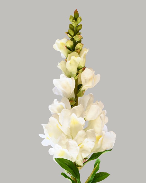 Snapdragon 23" White