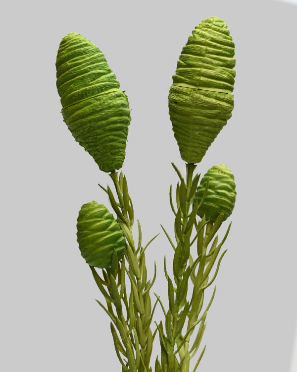Leucadendron 22" Green
