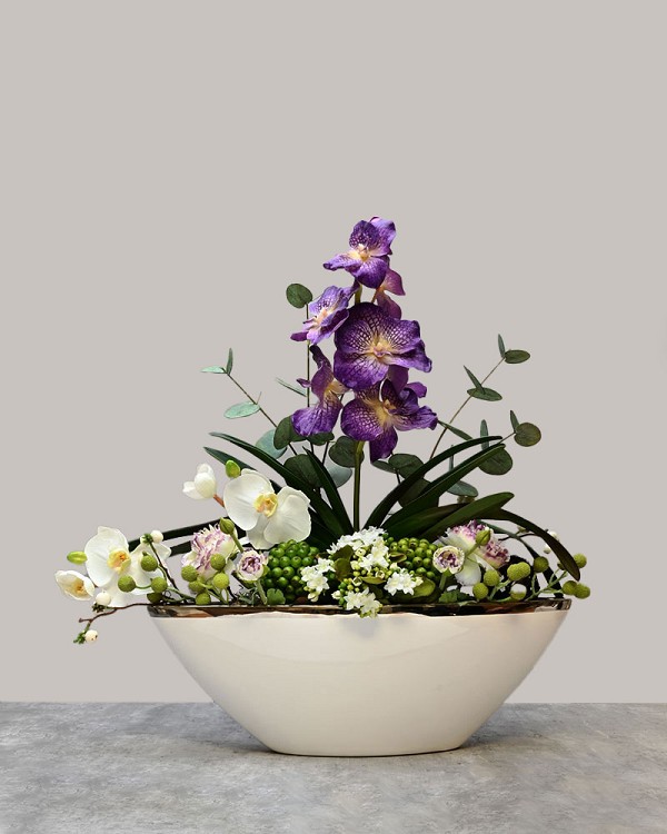 Regal Orchid