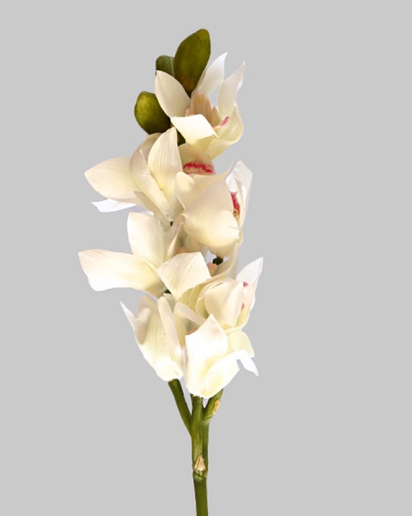 Cymbidium Orchid 21" White