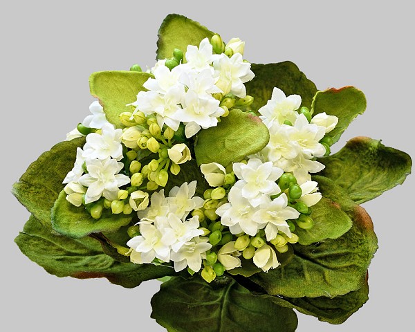 Mini Kalanchoe Plant 9" White