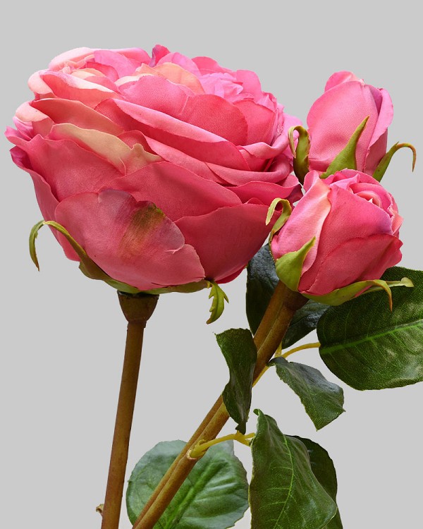 English Rose Titania 22.5" Pink/Red