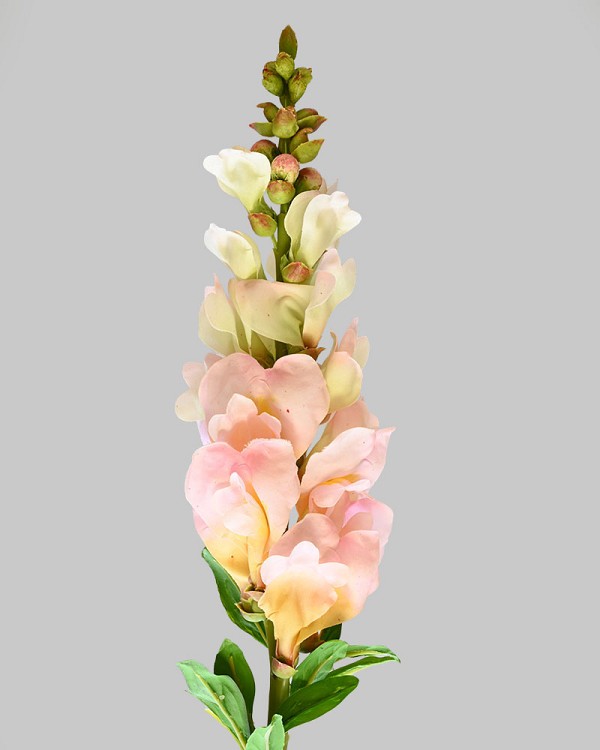 Snapdragon 23" Light Pink