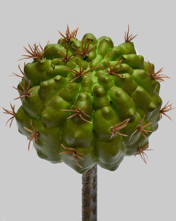 Barrel Cactus 7" Green