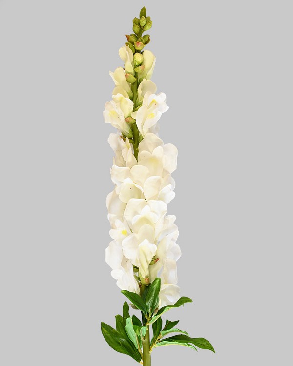 Snapdragon 30" White
