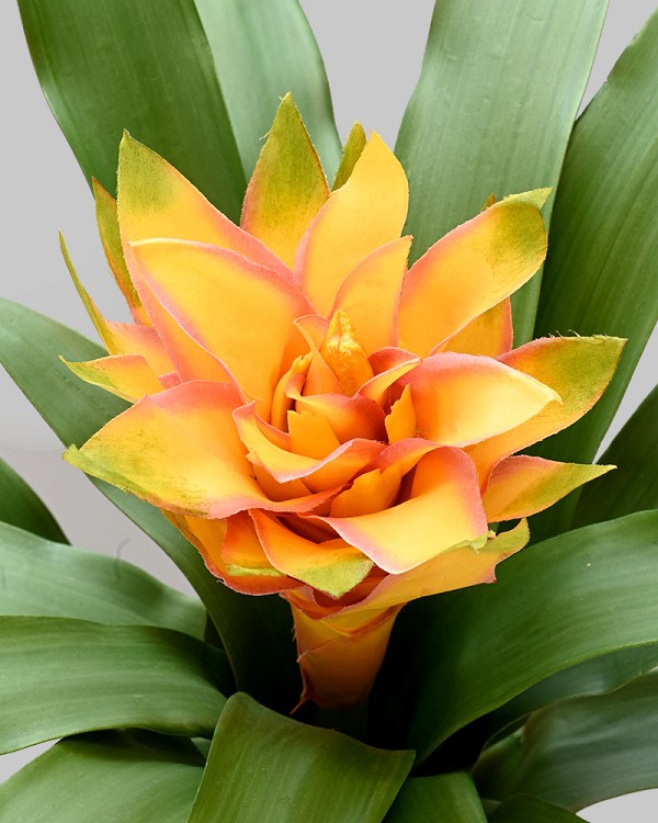 Bromeliad 19" Yellow