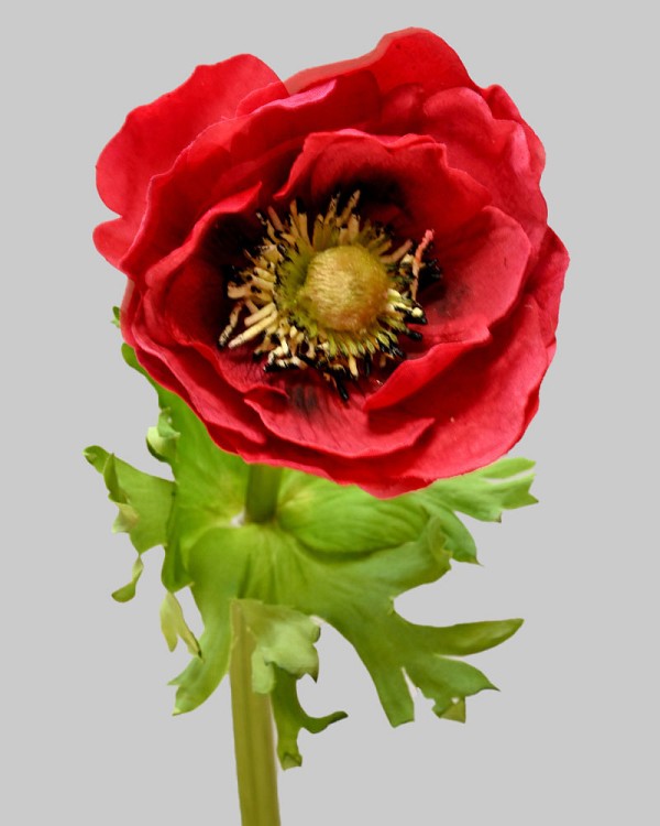 Anemone 17.5" Red