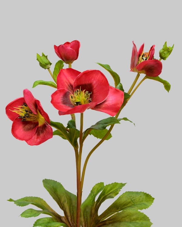 Hellebores 25" Red