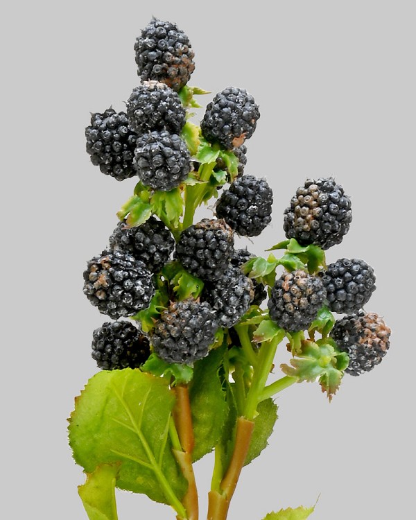 Raspberry 18.5" Black