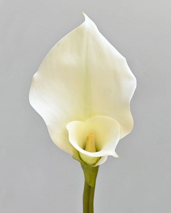 Calla Lily 32" White