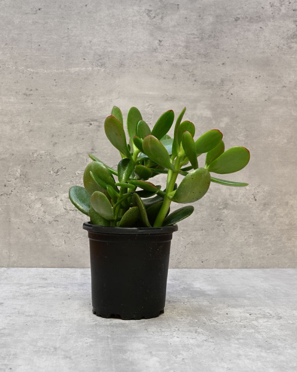 Succulent - Jade 