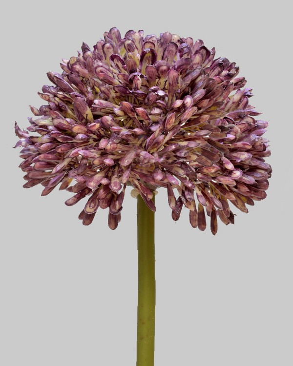 Allium 17.5" Purple