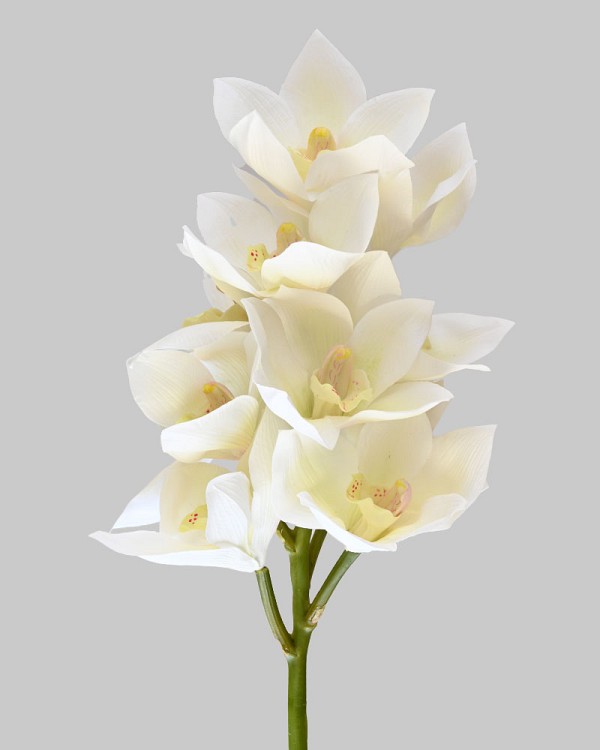 Cymbidium Orchid 23" White