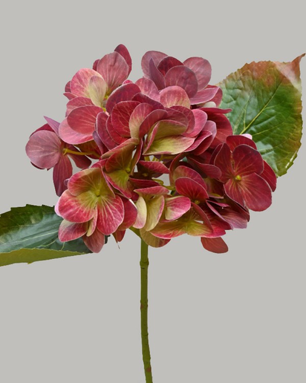 Hydrangea 17" Burgundy