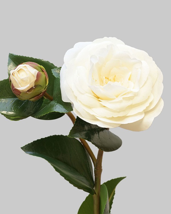 Camellia 24" White
