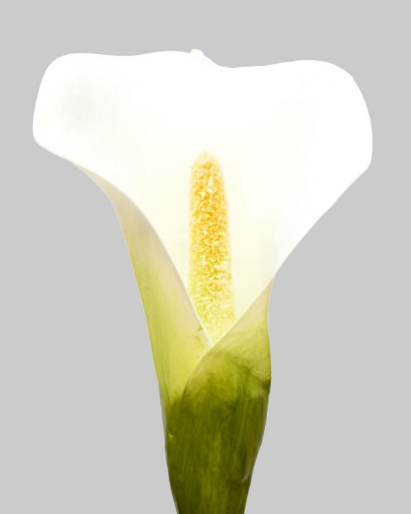 Calla Lily 20.5" White