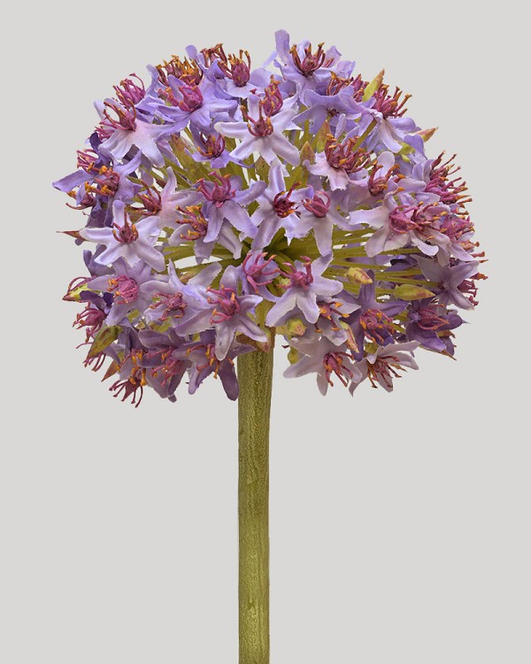 Allium Mount Everest 28" Lavender