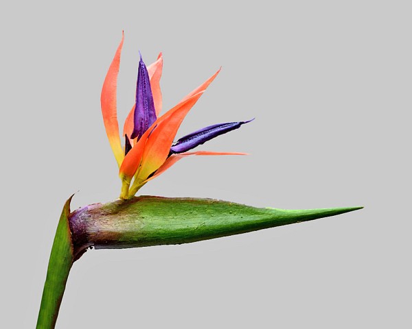 Bird of Paradise 33.5" Green/Orange/Purple