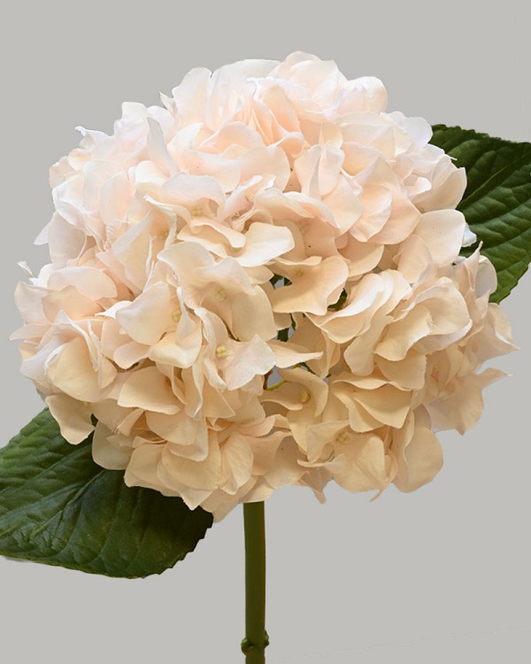 Hydrangea 18" (7" Bloom) Beige