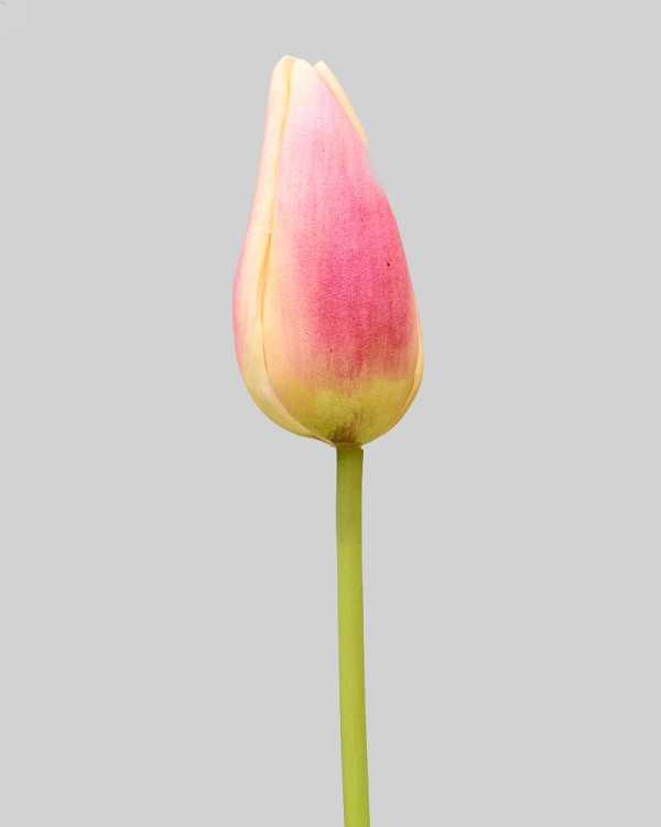 Dutch Tulip Bud 22.5" Pink/Yellow