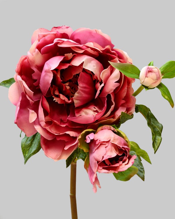Peony 29" Fuchsia