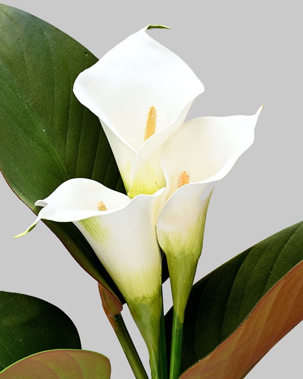 Calla Lily Bouquet 20" White