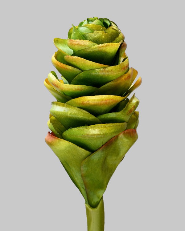 Ginger Cone 24" Green