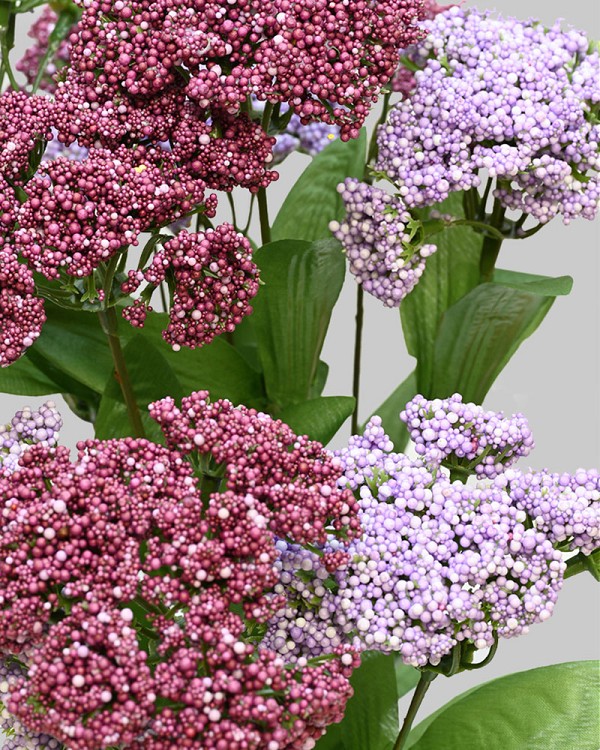 Queen Anne's Lace Bush 18" Purple