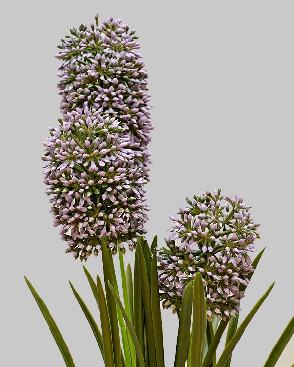 Hyacinth Bush 13" Purple