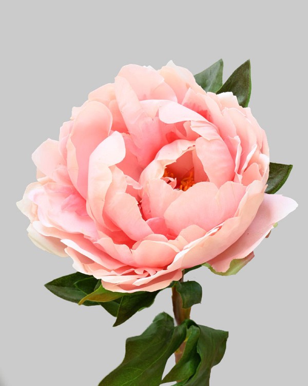 Peony 20.5" Salmon