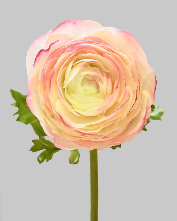 Ranunculus 22" Pink/White