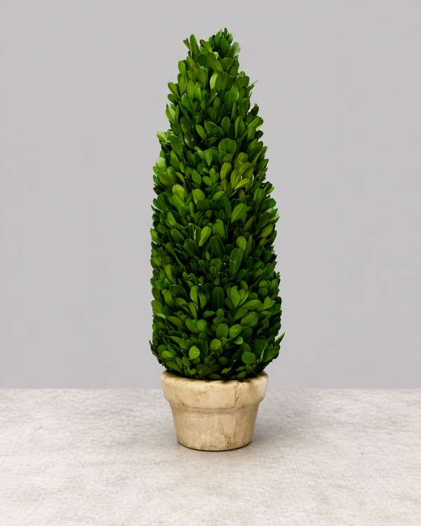 Boxwood Cone Topiary with Pot 17"H 