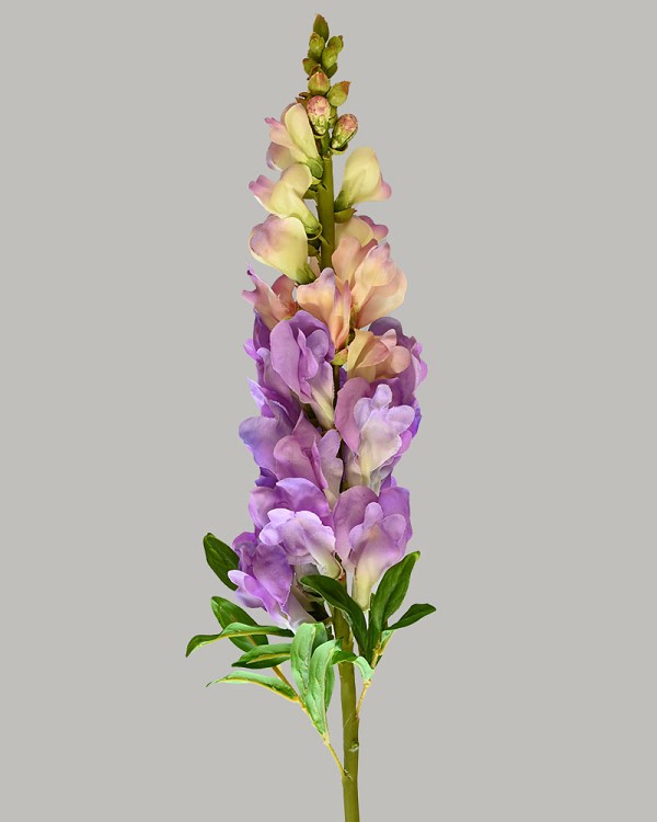 Snapdragon 30" Purple