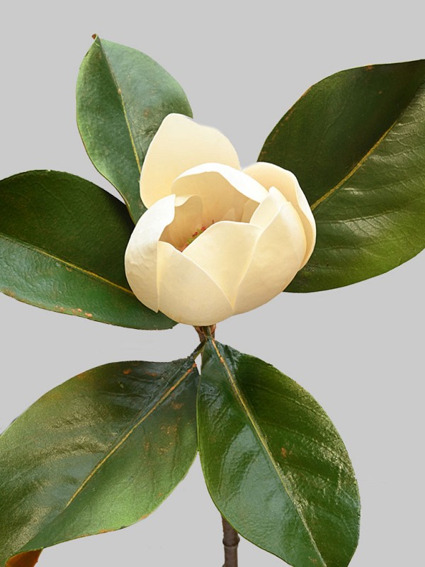 Magnolia 24" Beige