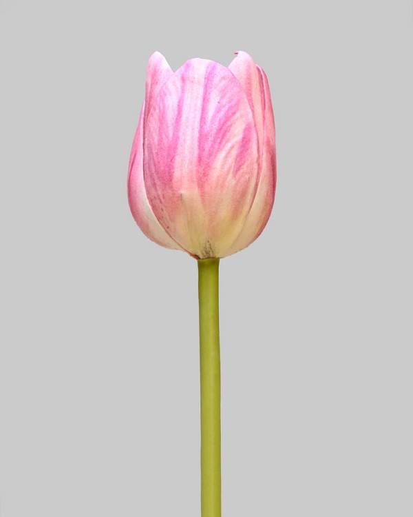 Tulip 15.5" Pink/White