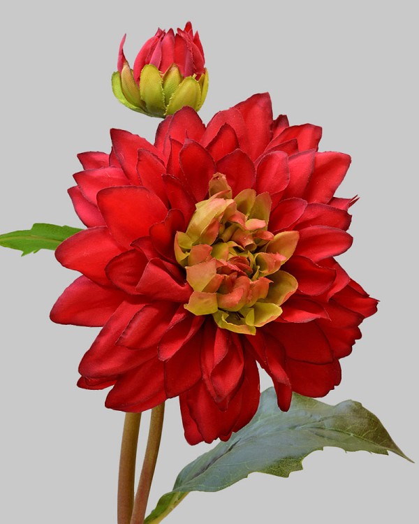 Dahlia 20" Red