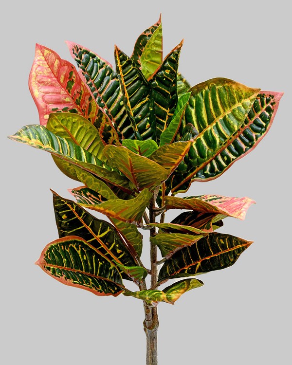 Croton Leaf 22" Green/Burgundy
